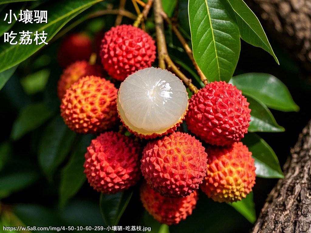 小壤驷吃荔枝搞笑图片