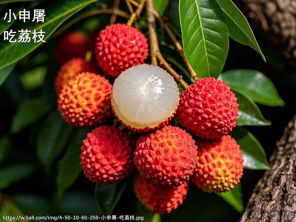 小申屠吃荔枝搞笑图片