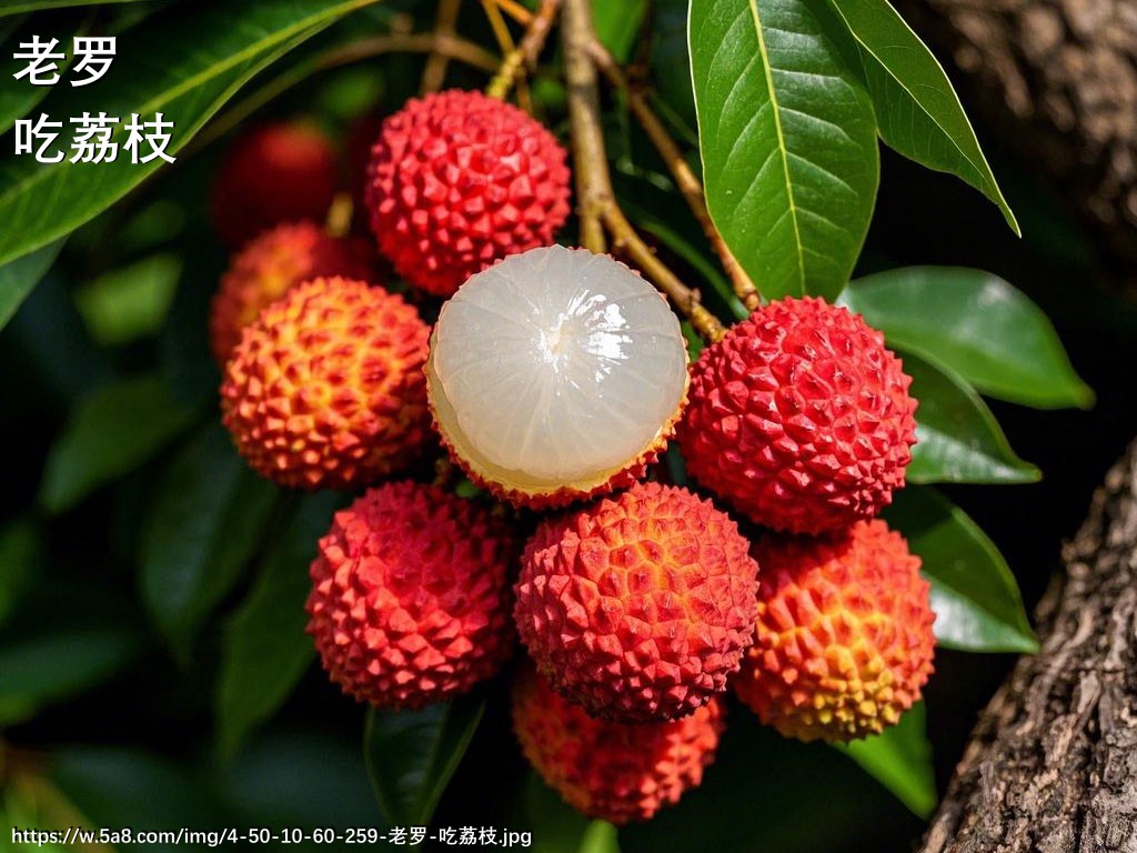 老罗吃荔枝搞笑图片