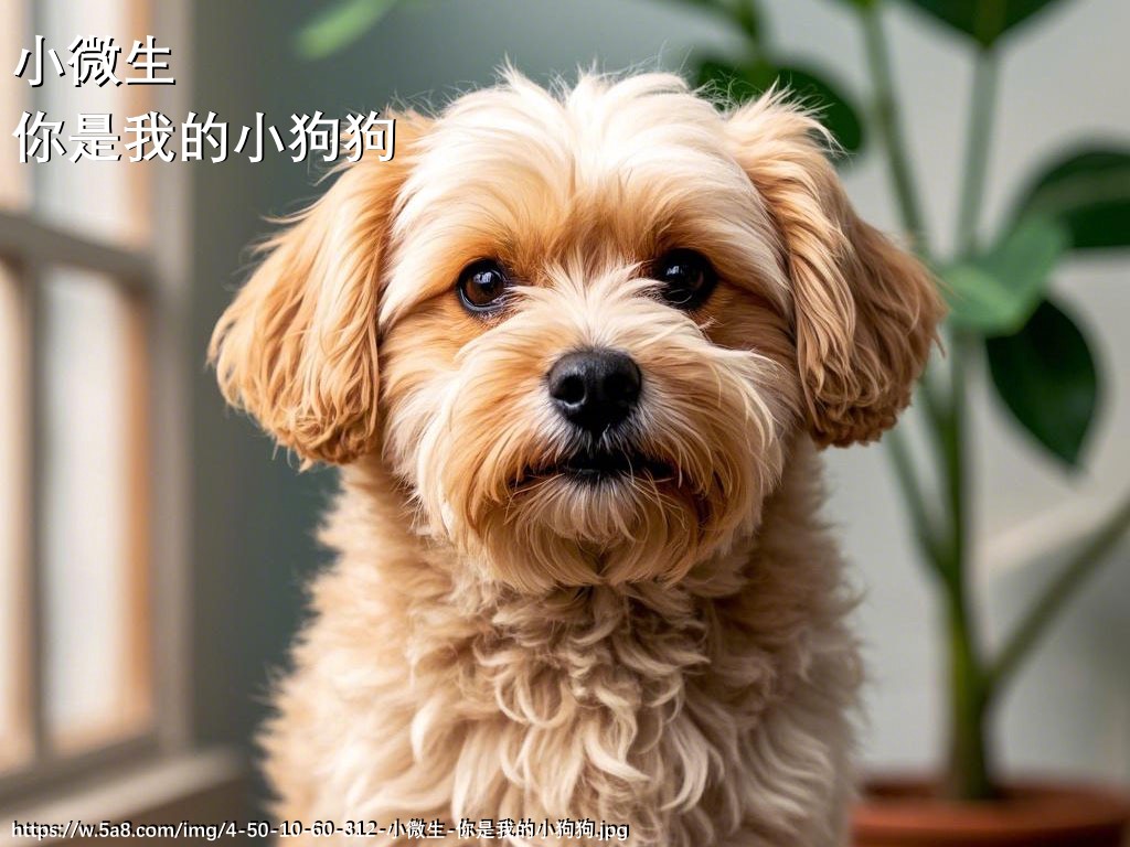 小微生你是我的小狗狗搞笑图片