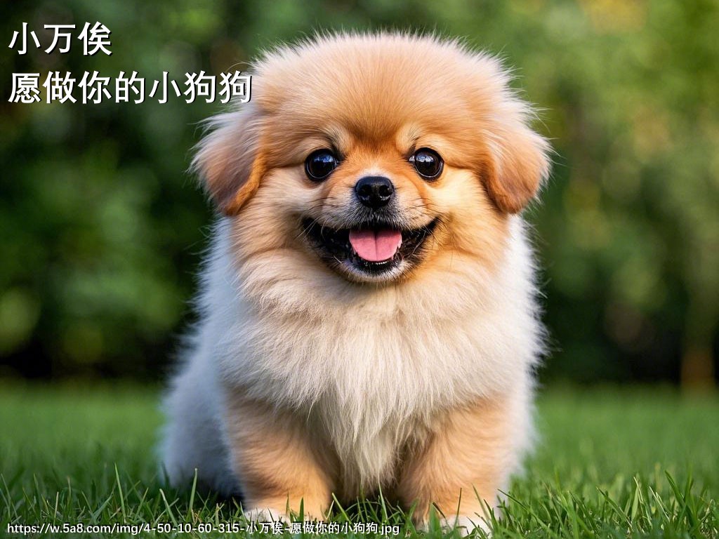 小万俟愿做你的小狗狗搞笑图片
