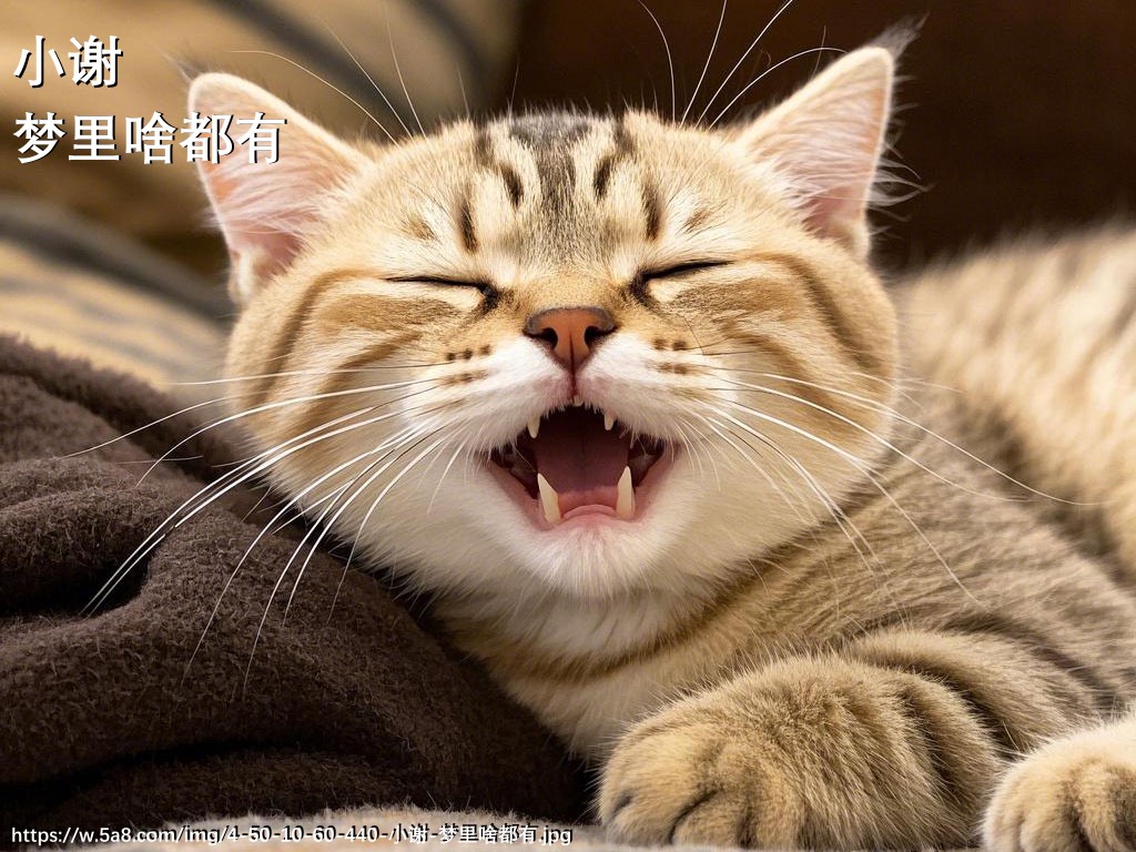 小谢梦里啥都有搞笑图片