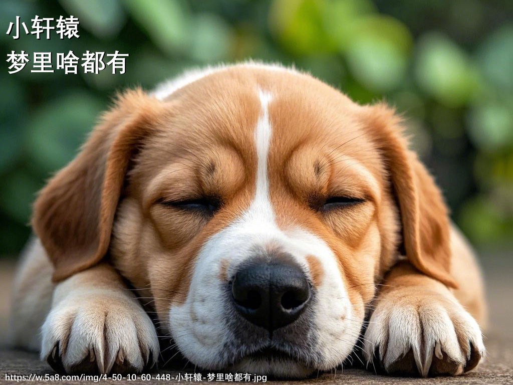小轩辕梦里啥都有搞笑图片