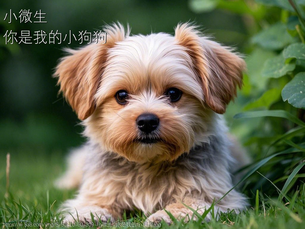 小微生你是我的小狗狗搞笑图片