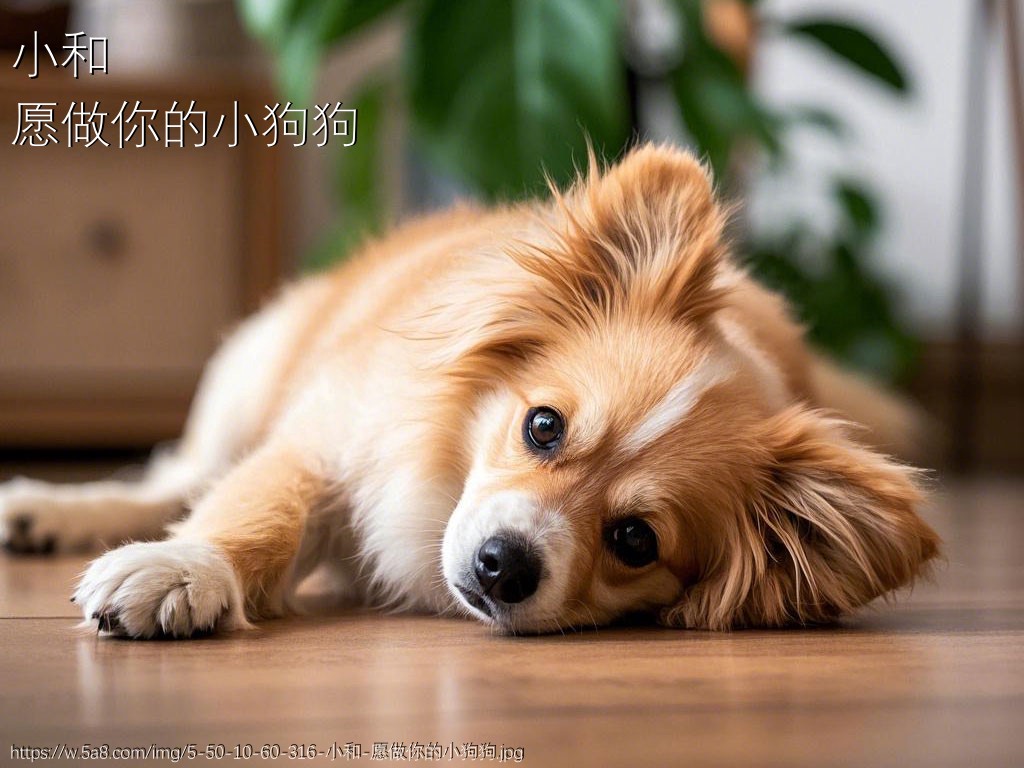 小和愿做你的小狗狗搞笑图片