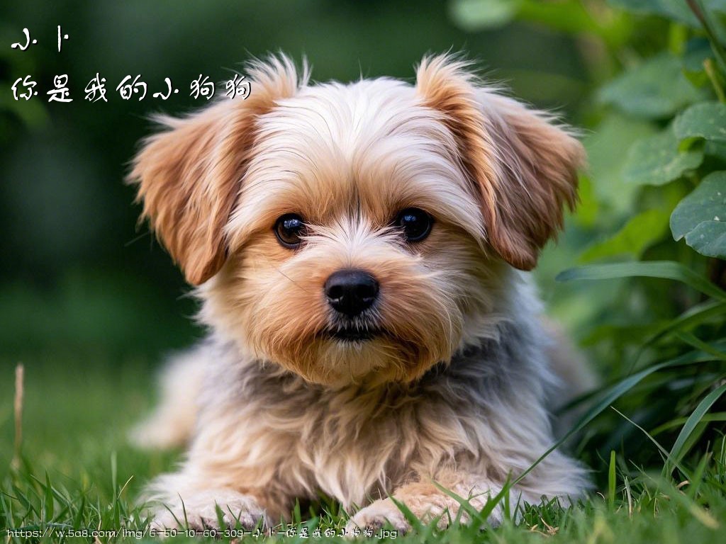 小卜你是我的小狗狗搞笑图片