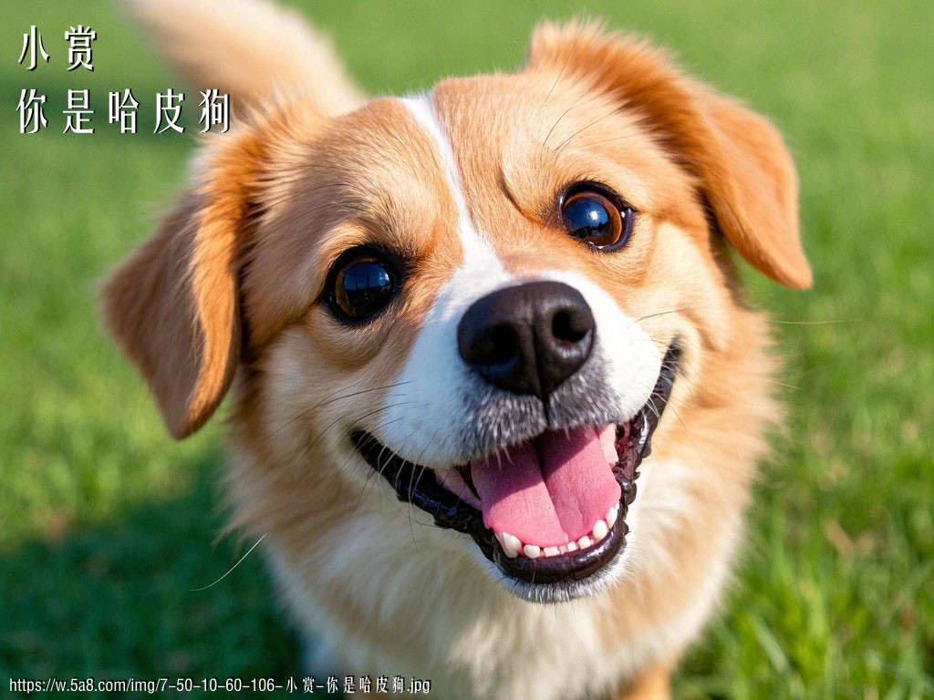 小赏你是哈皮狗搞笑图片