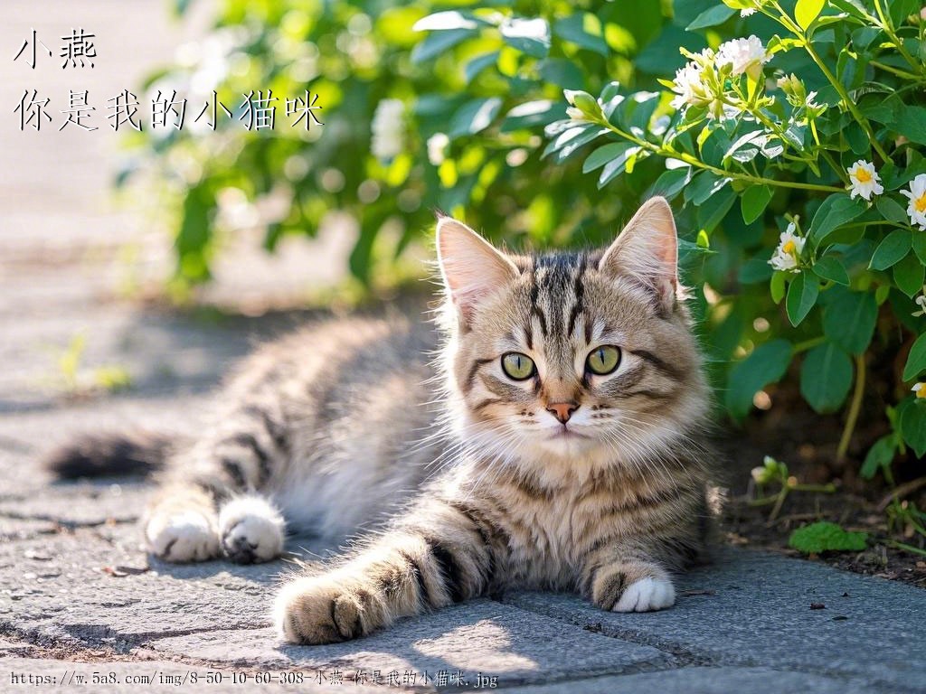小燕你是我的小猫咪搞笑图片