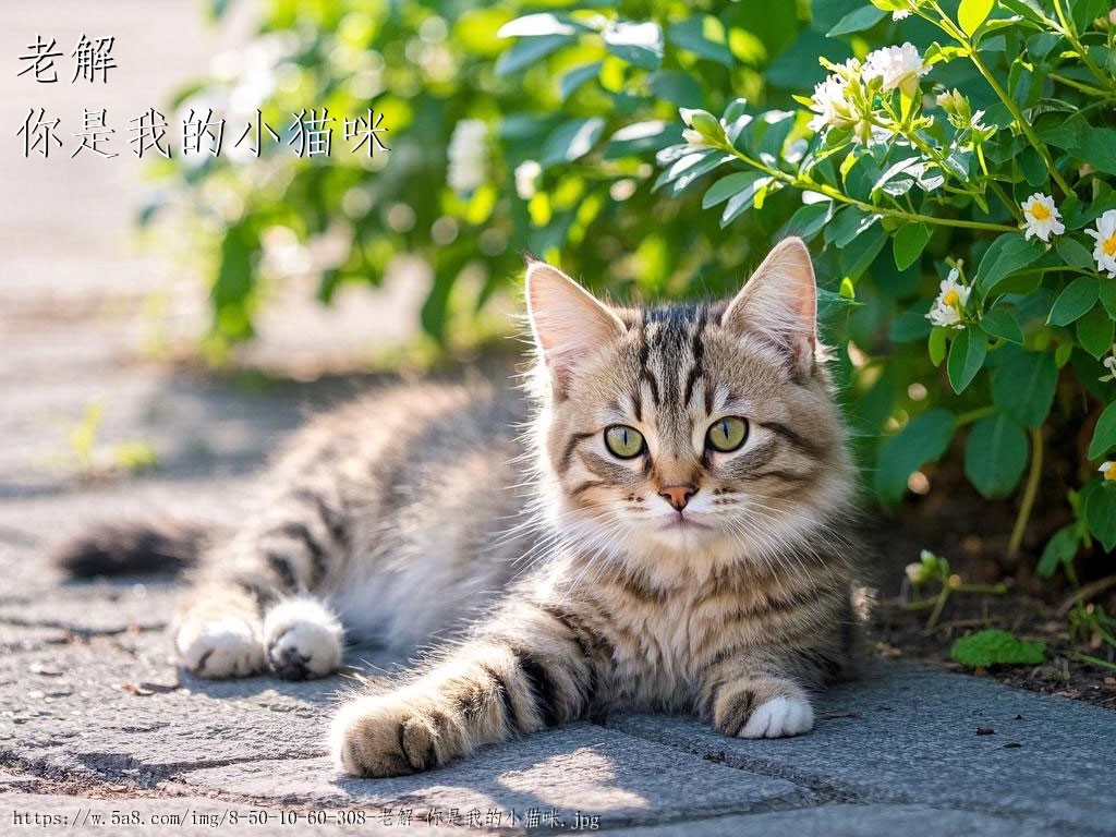 老解你是我的小猫咪搞笑图片