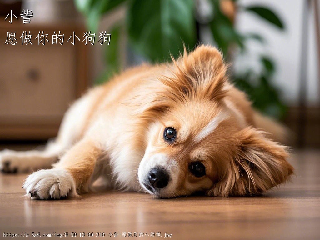 小訾愿做你的小狗狗搞笑图片