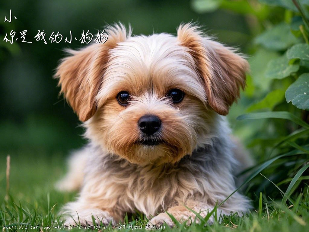 小欎你是我的小狗狗搞笑图片