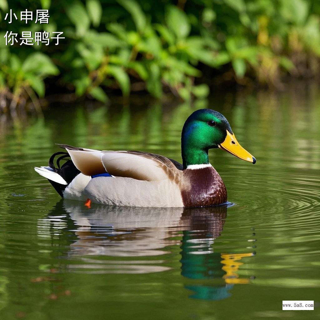 你是鸭子小申屠搞笑图片