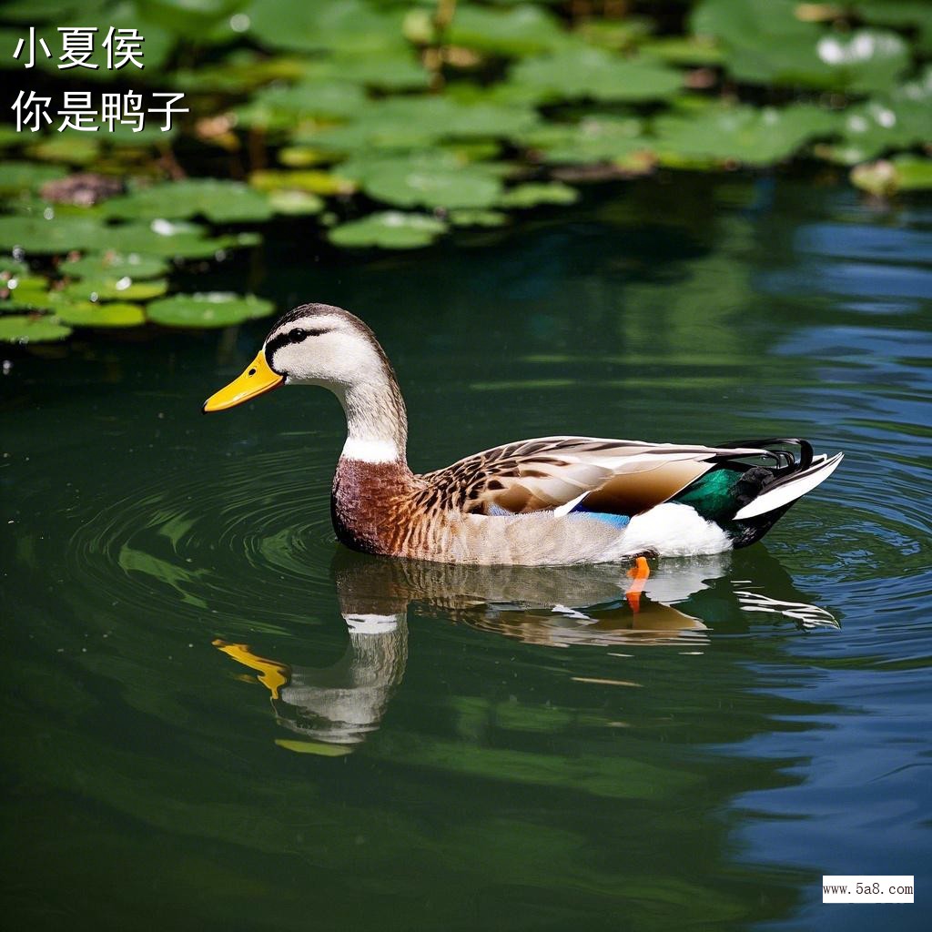 你是鸭子小夏侯搞笑图片
