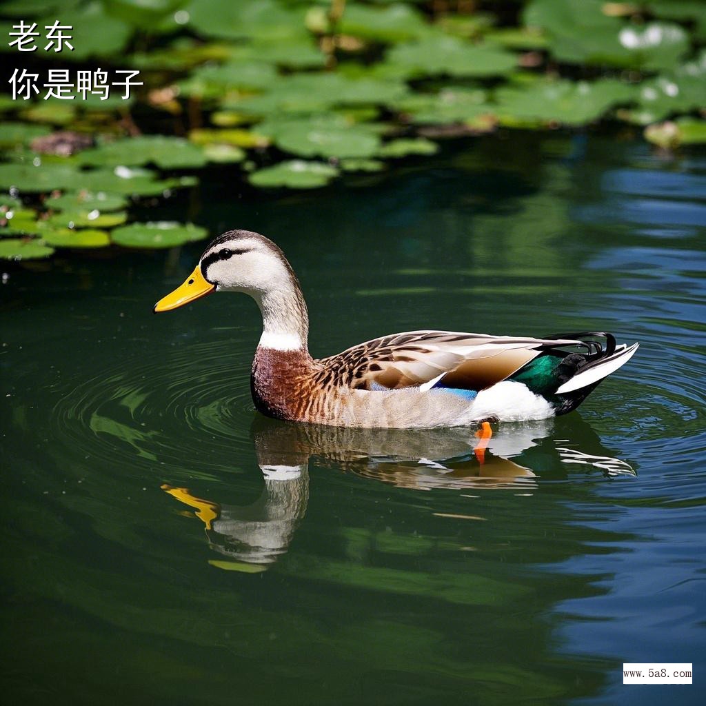 你是鸭子老东搞笑图片