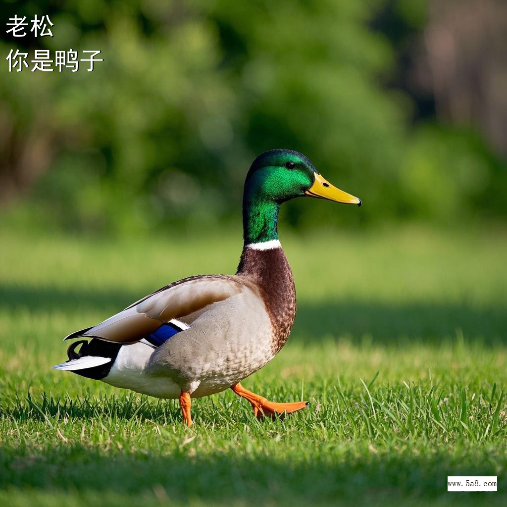 你是鸭子老松搞笑图片