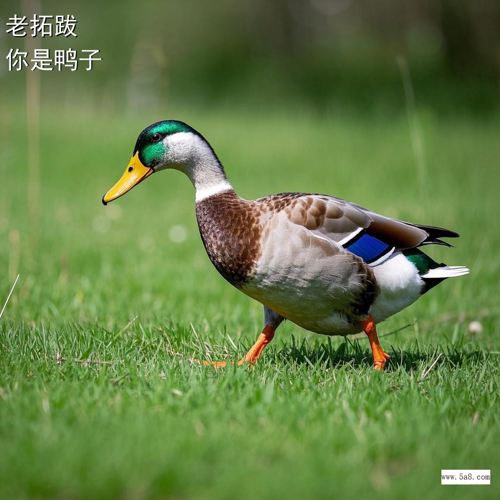 你是鸭子老拓跋搞笑图片