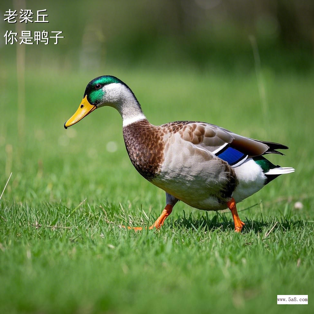 你是鸭子老梁丘搞笑图片