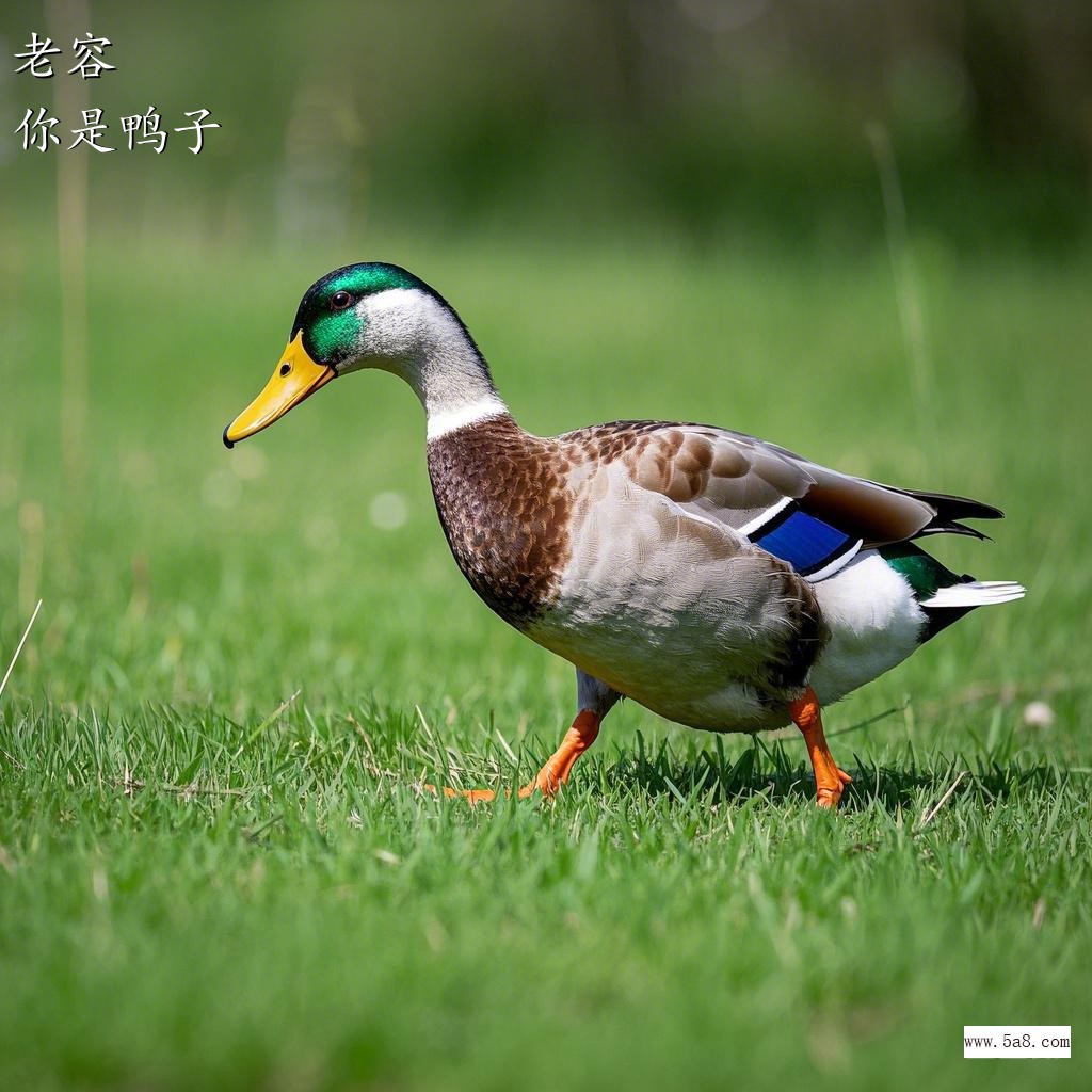 你是鸭子老容搞笑图片