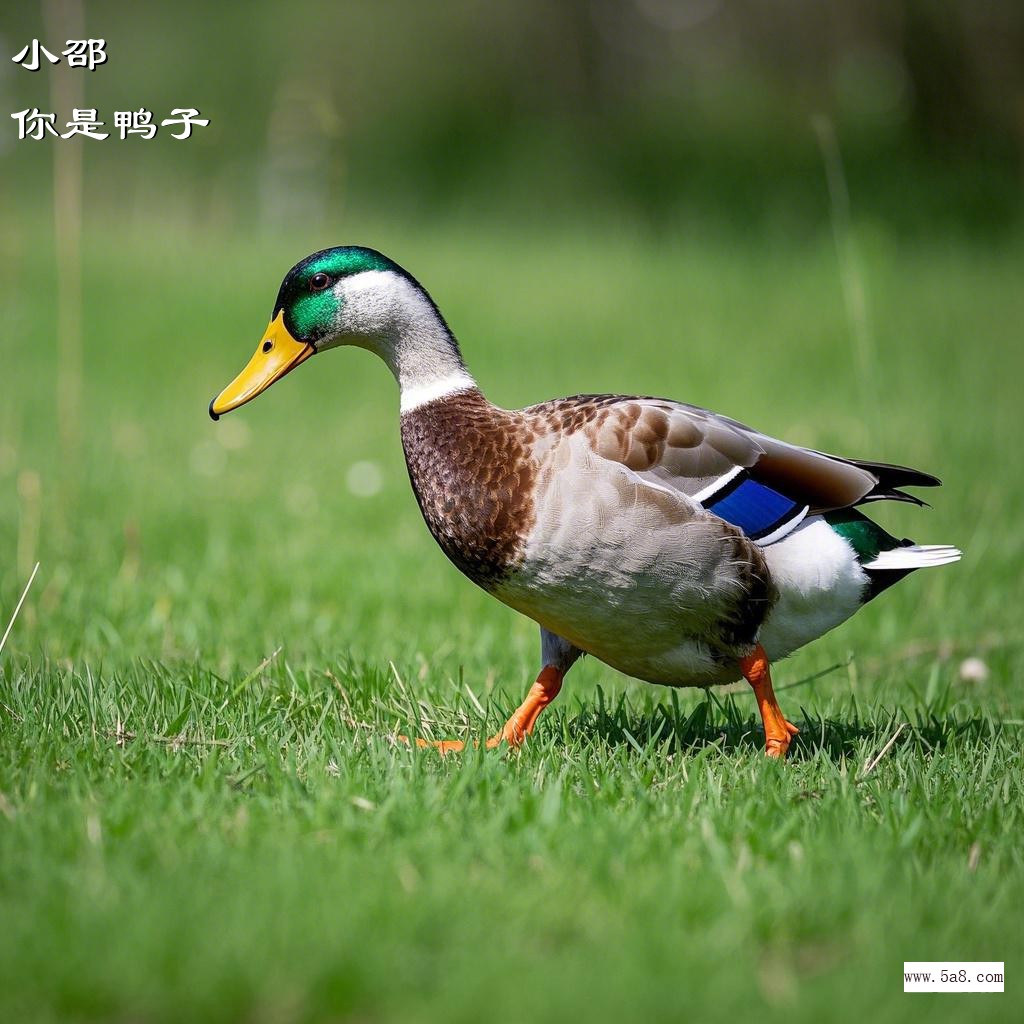 你是鸭子小邵搞笑图片