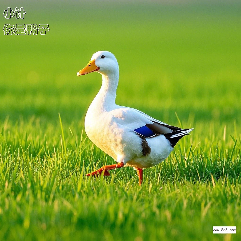 你是鸭子小计搞笑图片