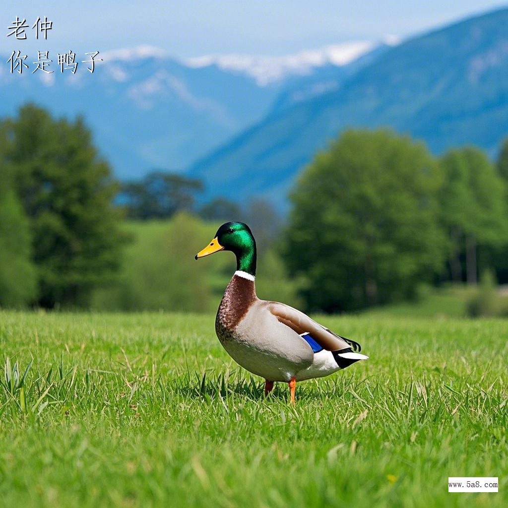 你是鸭子老仲搞笑图片