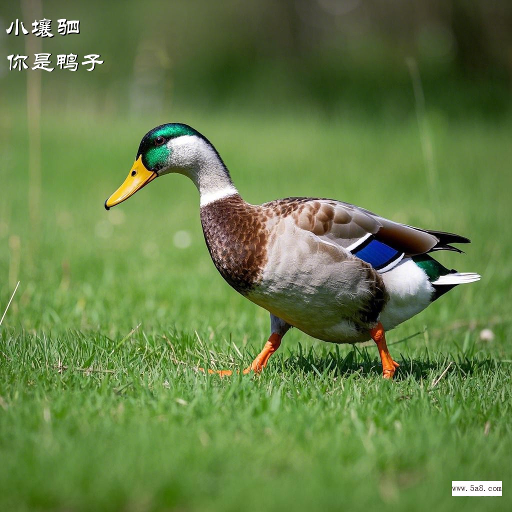 你是鸭子小壤驷搞笑图片