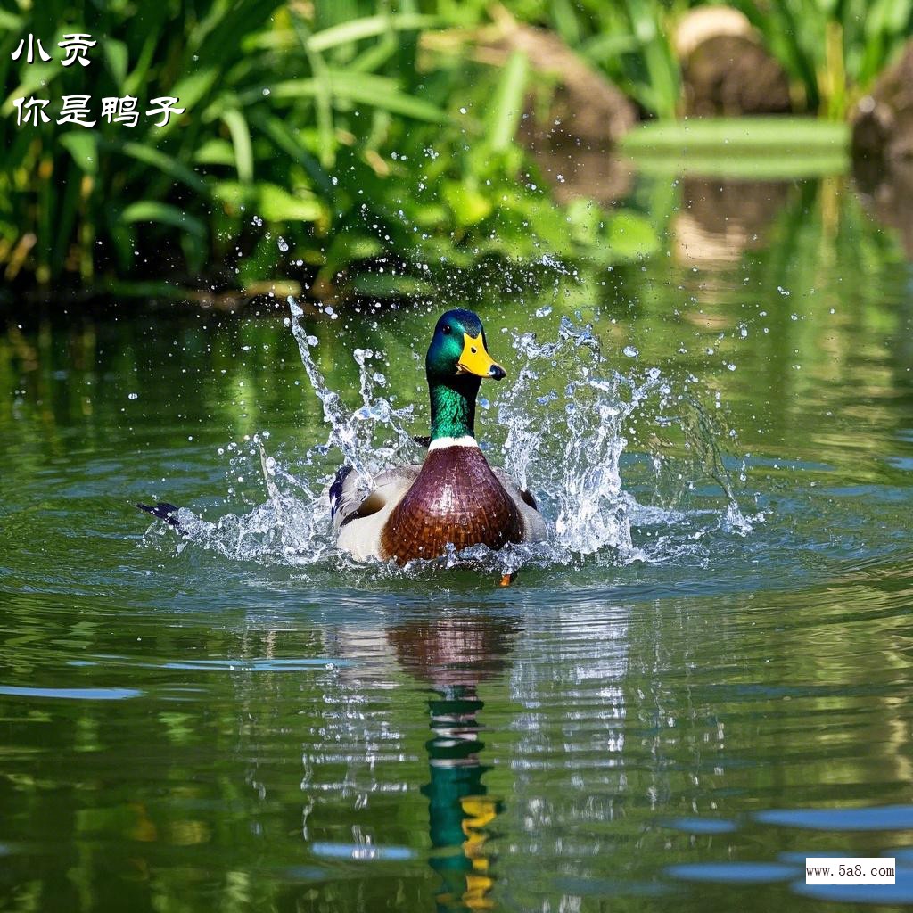 你是鸭子小贡搞笑图片