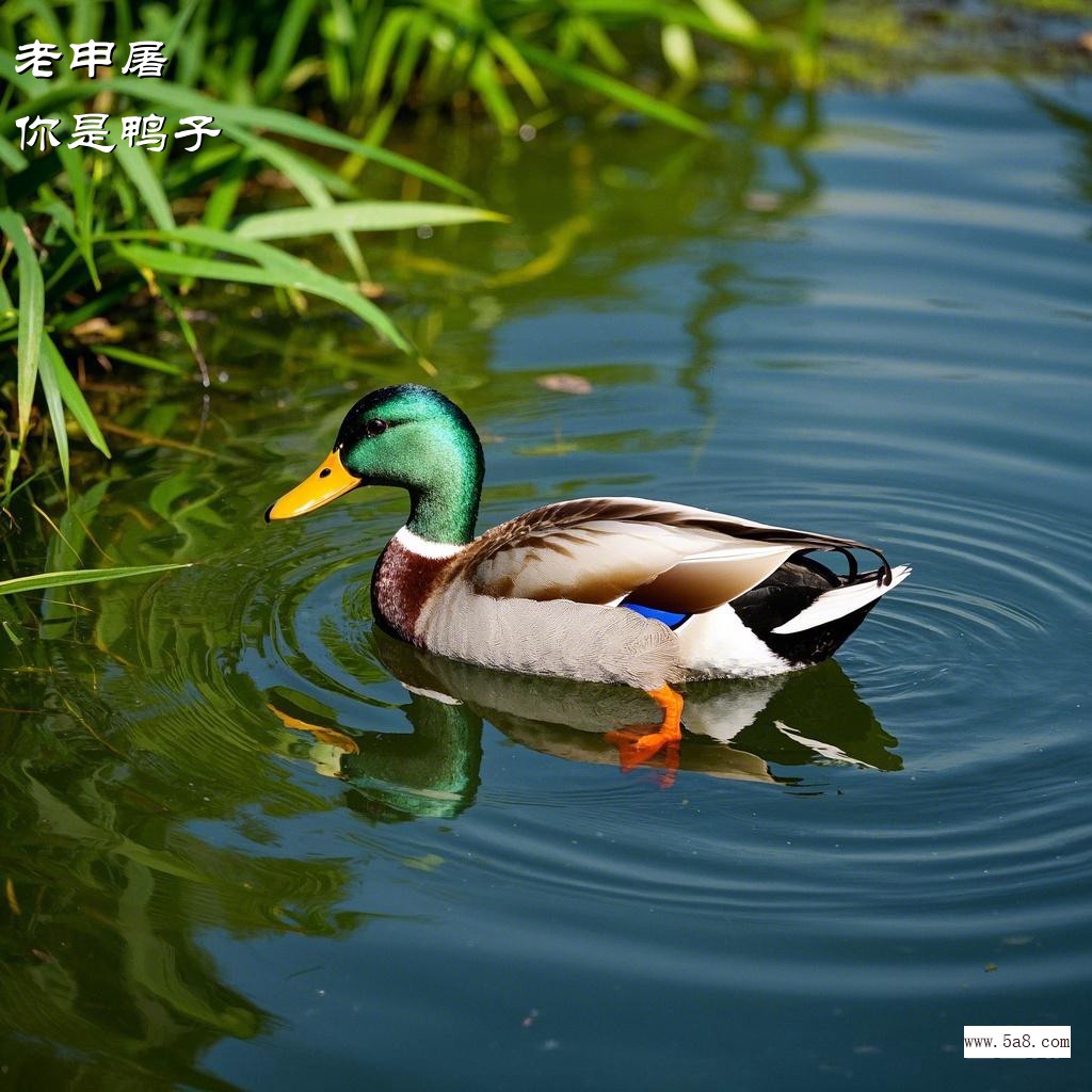 你是鸭子老申屠搞笑图片