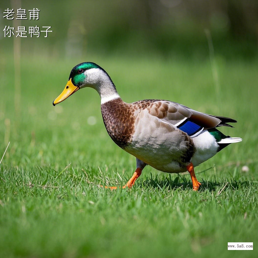 你是鸭子老皇甫搞笑图片