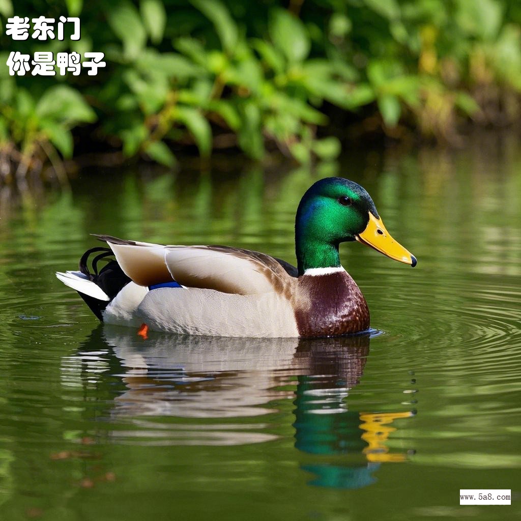 你是鸭子老东门搞笑图片