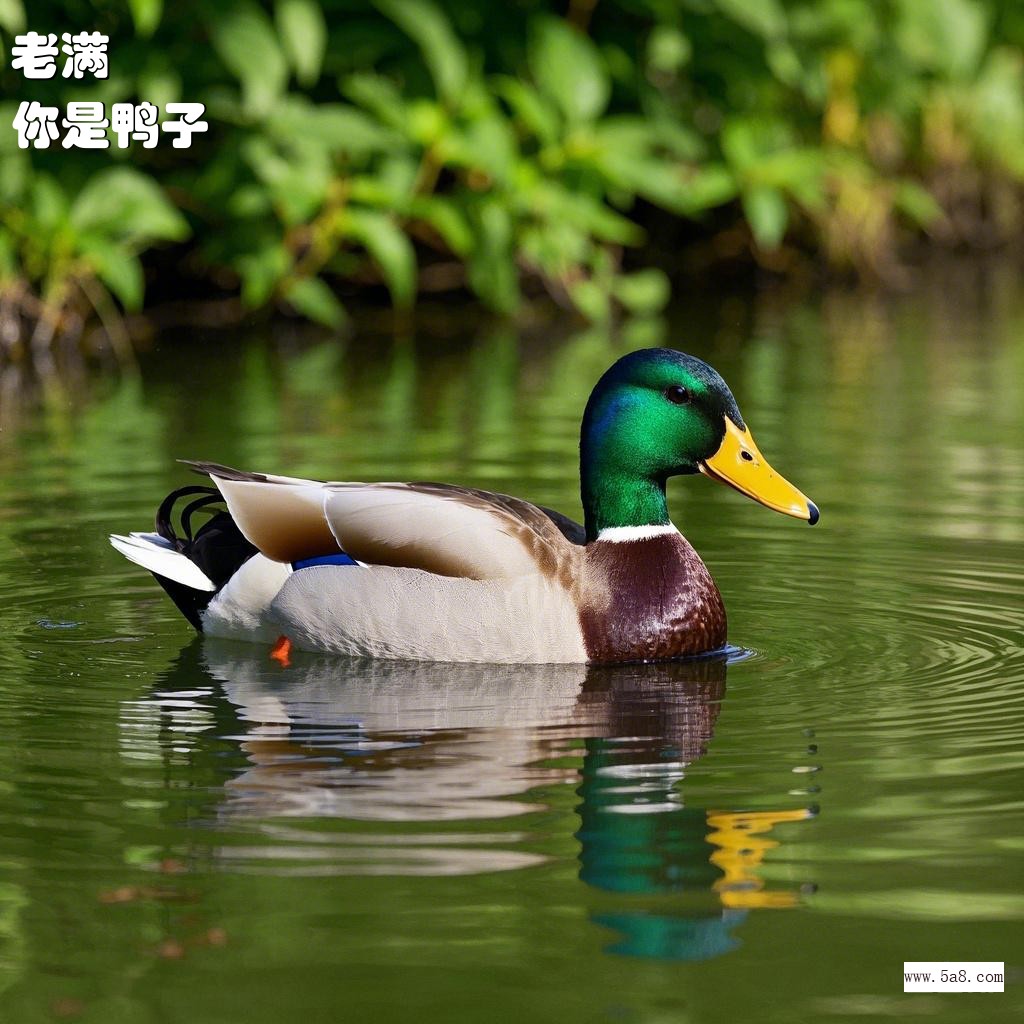 你是鸭子老满搞笑图片