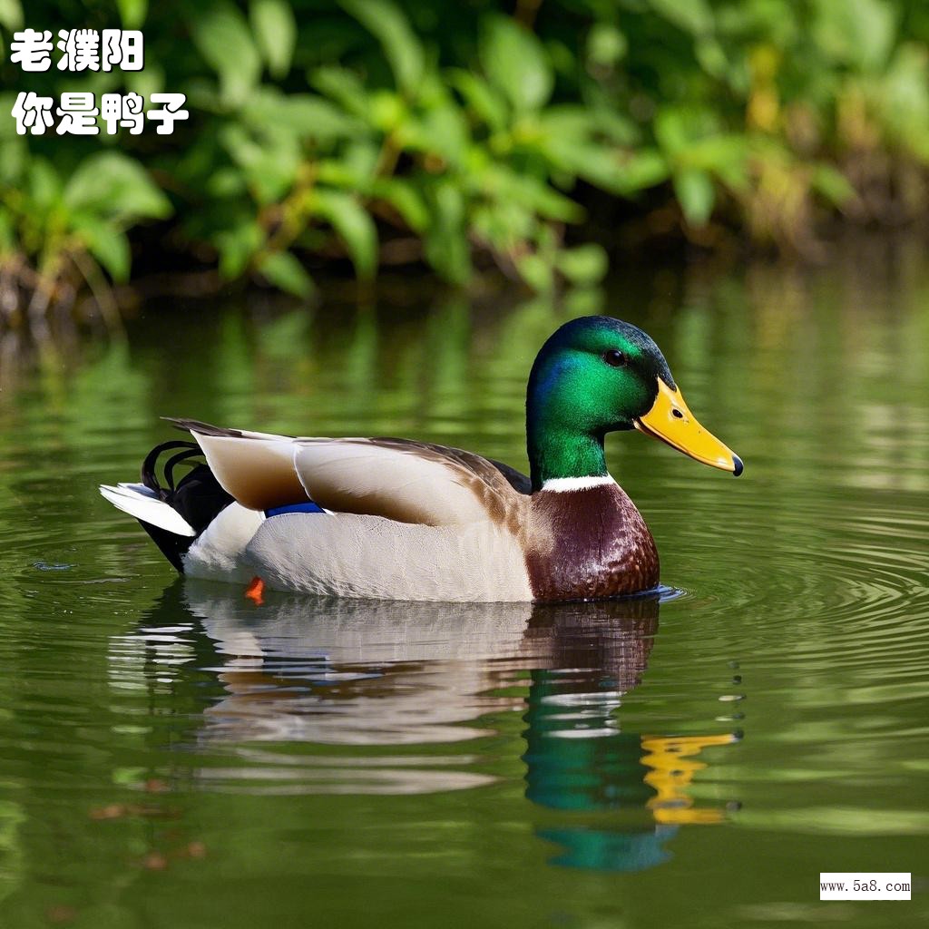 你是鸭子老濮阳搞笑图片