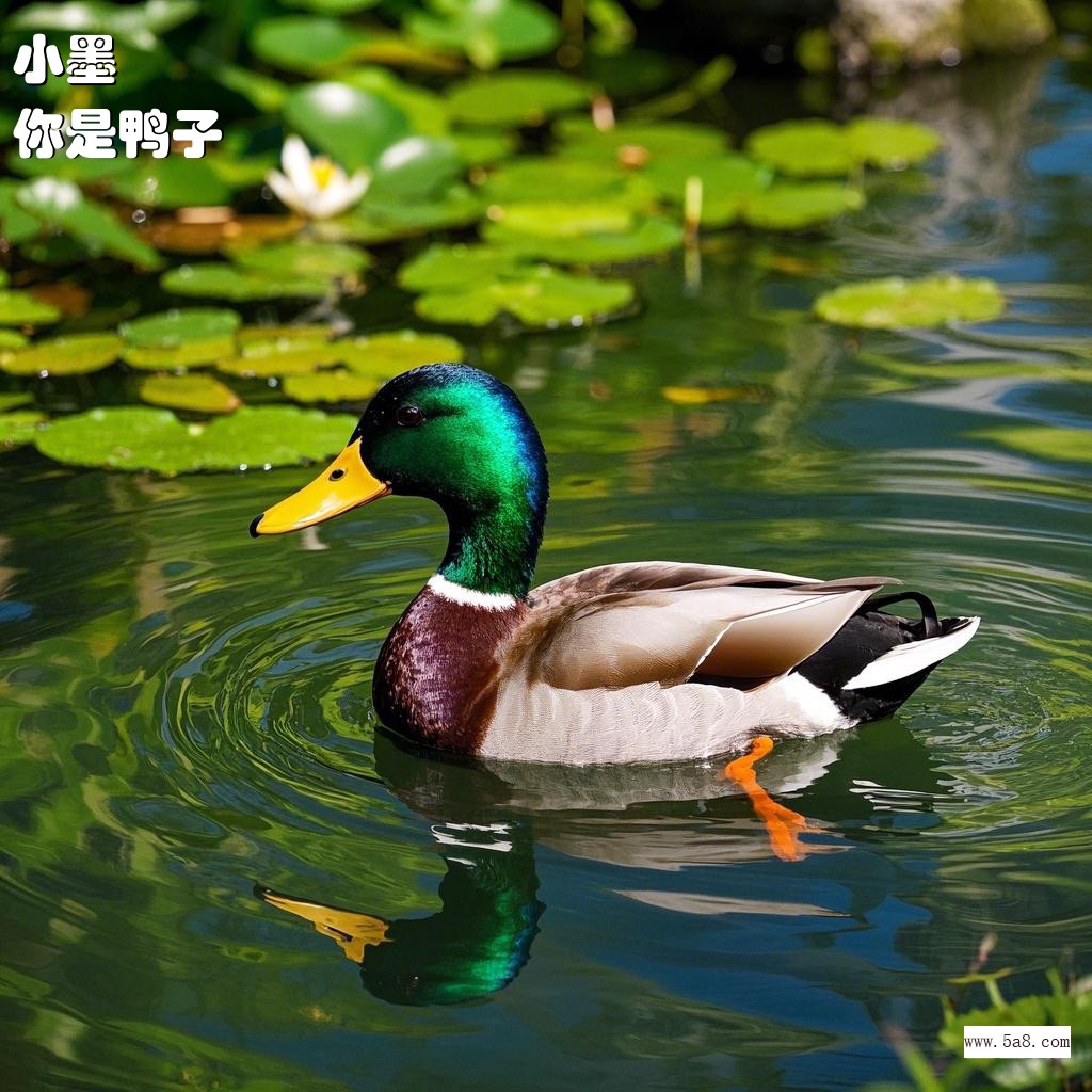 你是鸭子小墨搞笑图片