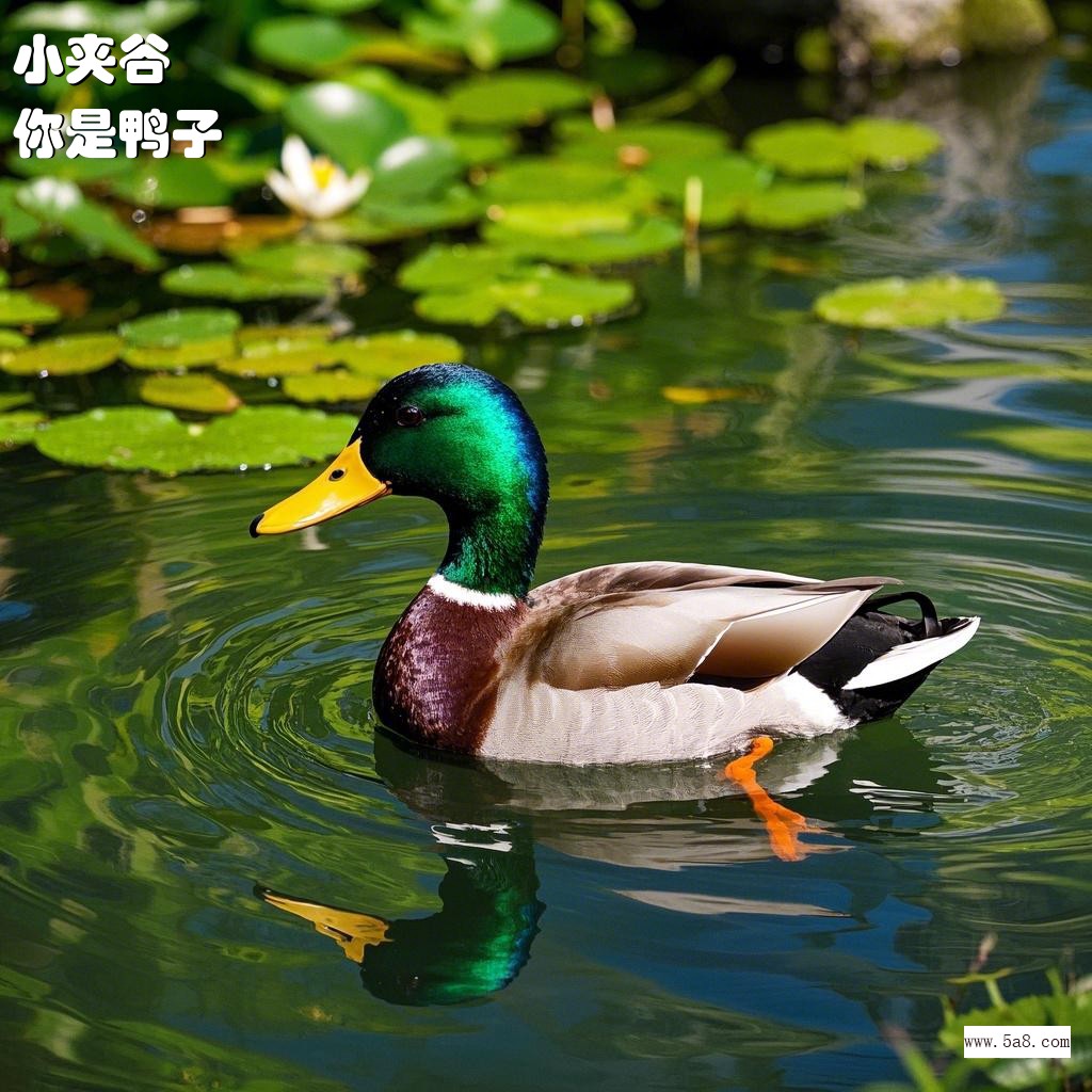 你是鸭子小夹谷搞笑图片