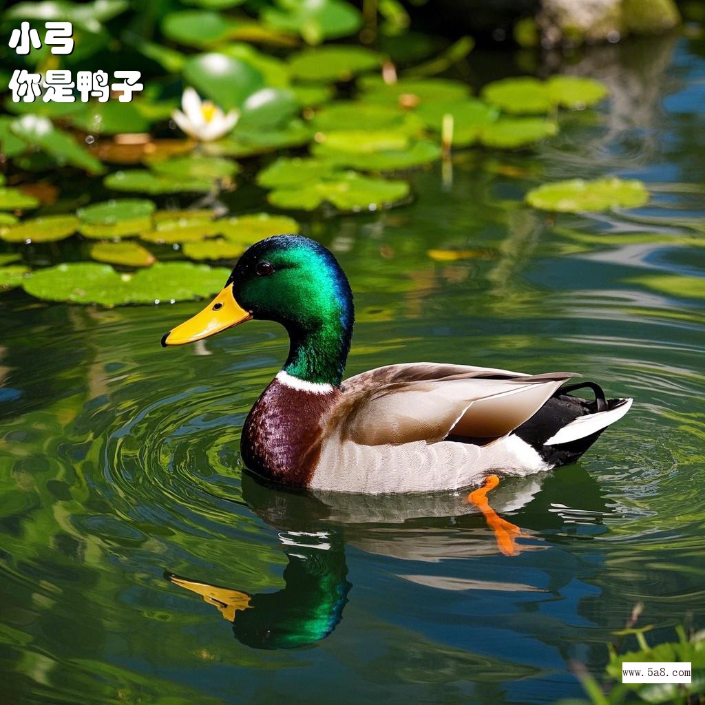 你是鸭子小弓搞笑图片