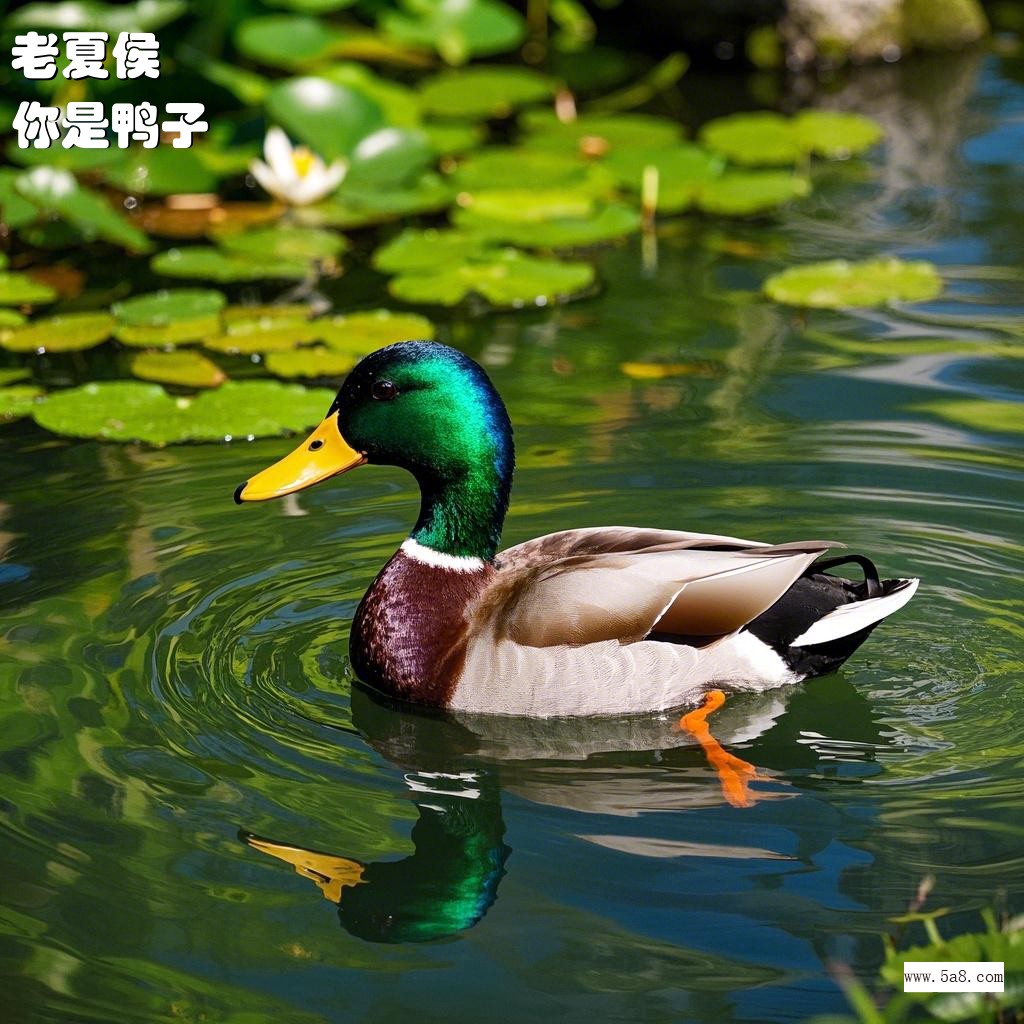 你是鸭子老夏侯搞笑图片