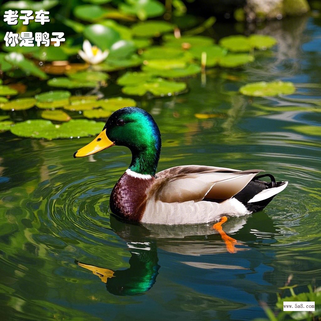 你是鸭子老子车搞笑图片