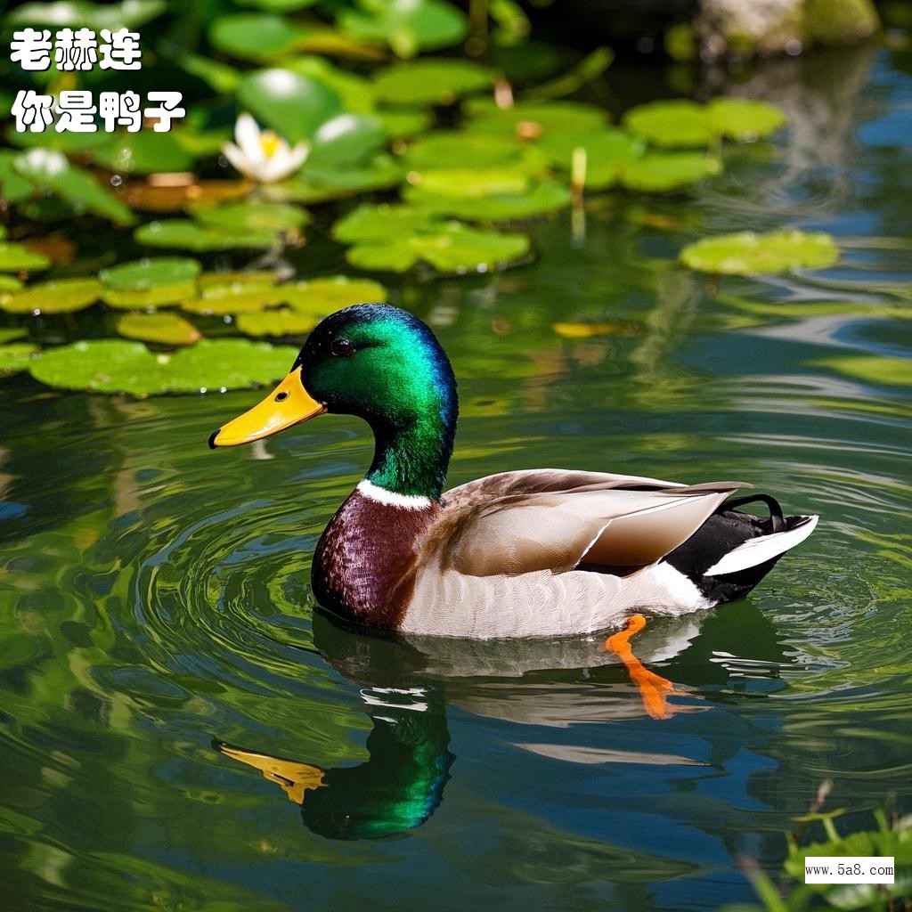 你是鸭子老赫连搞笑图片