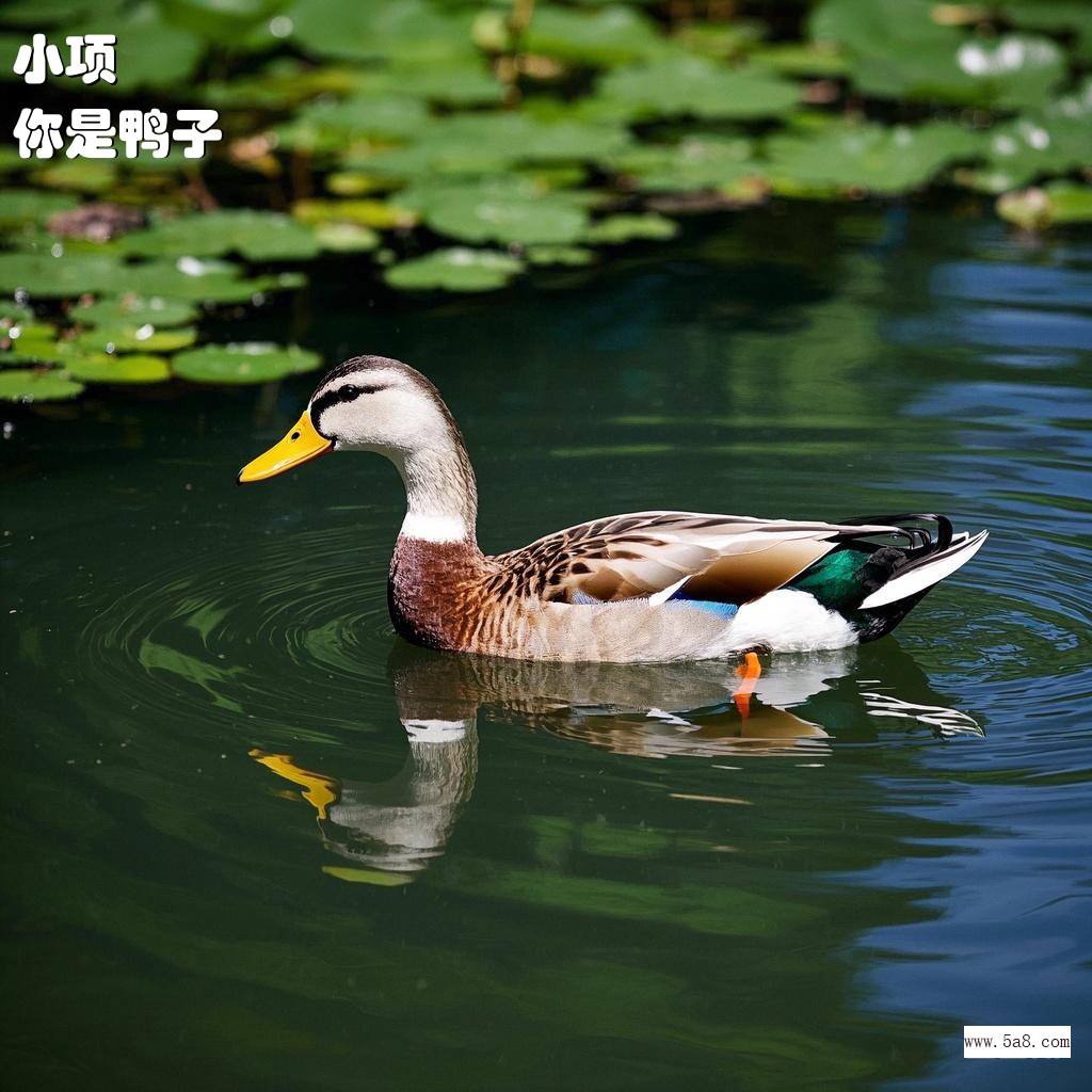 你是鸭子小项搞笑图片