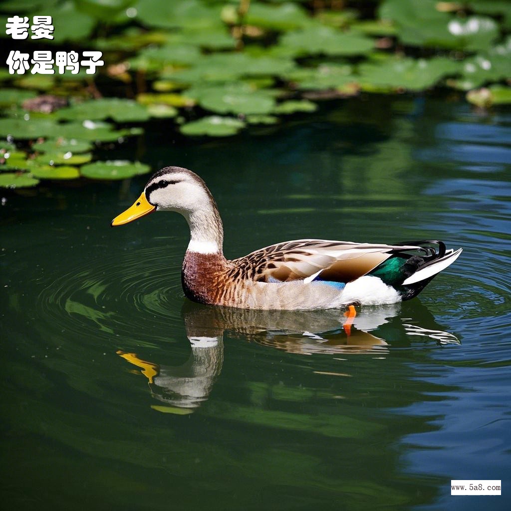你是鸭子老晏搞笑图片