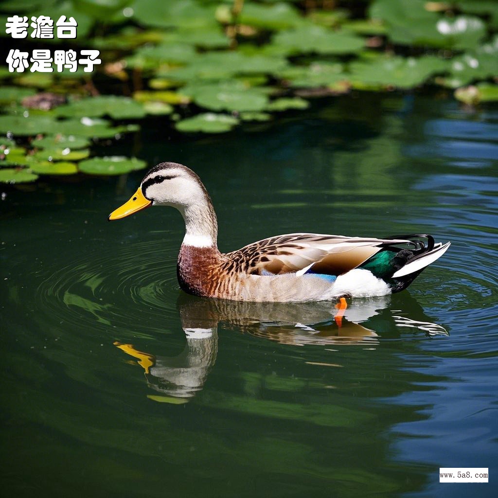 你是鸭子老澹台搞笑图片