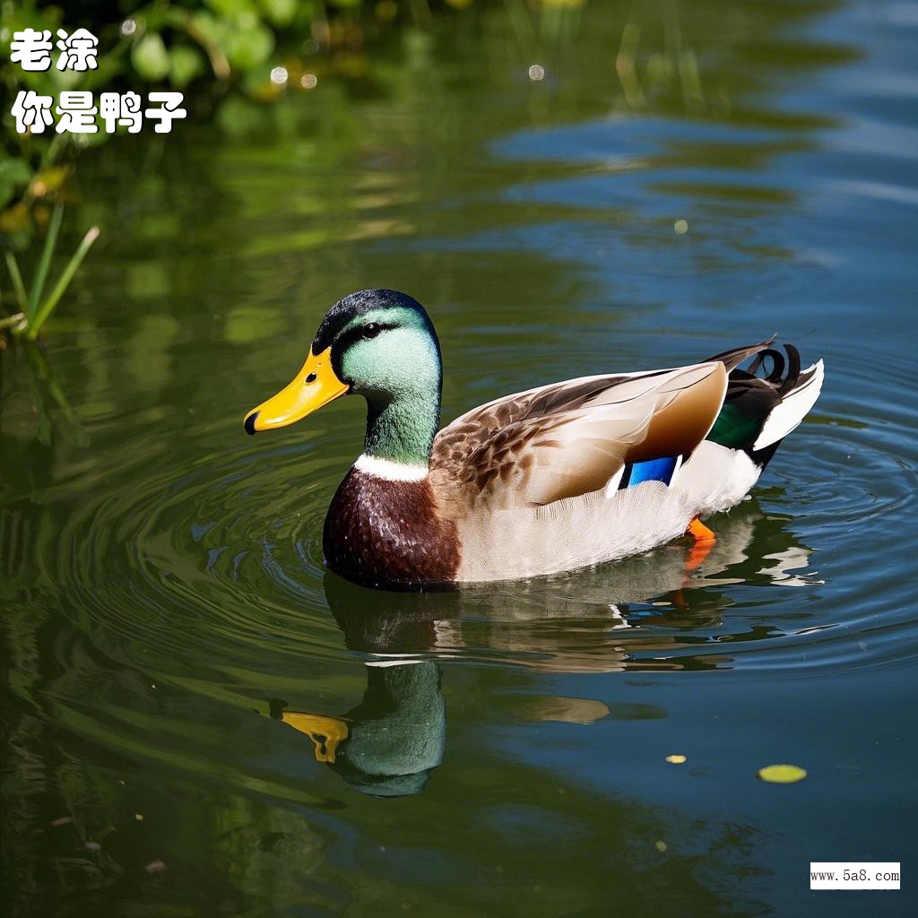 你是鸭子老涂搞笑图片