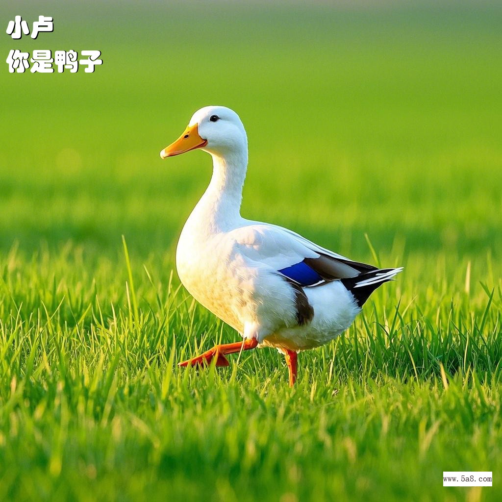 你是鸭子小卢搞笑图片