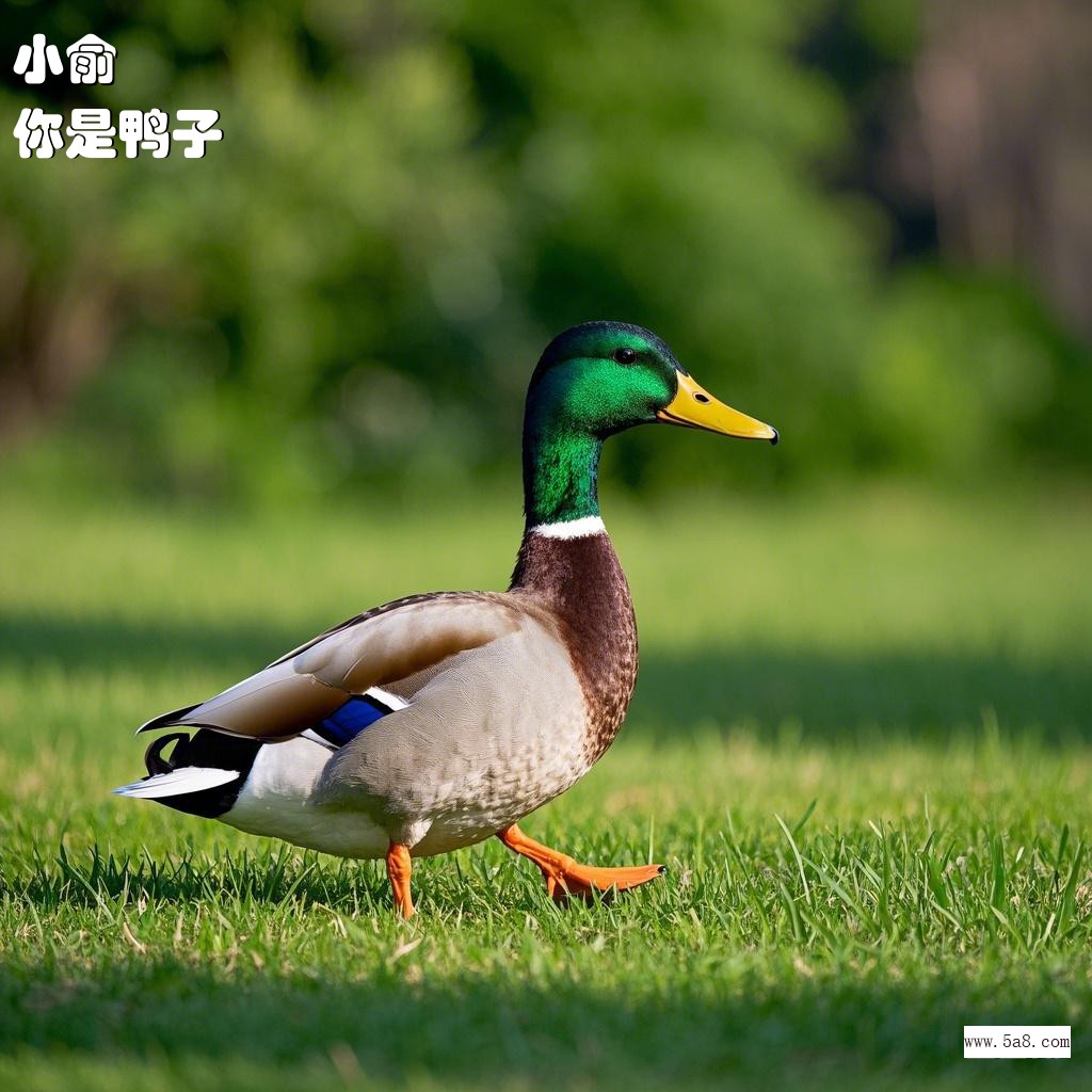 你是鸭子小俞搞笑图片