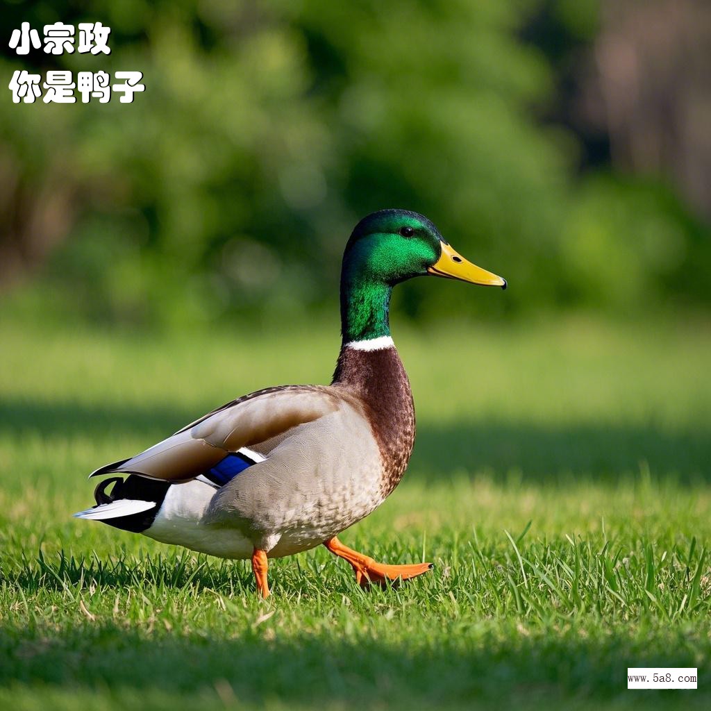 你是鸭子小宗政搞笑图片