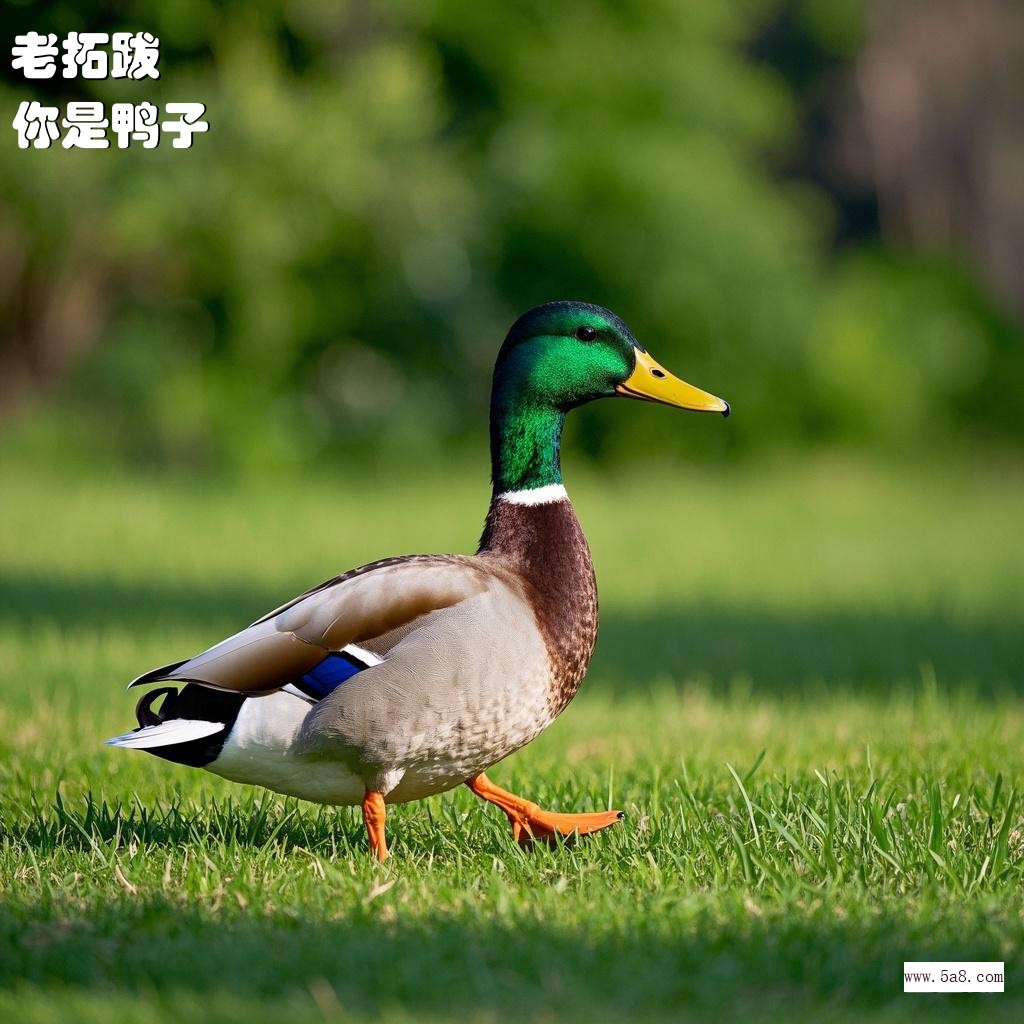 你是鸭子老拓跋搞笑图片