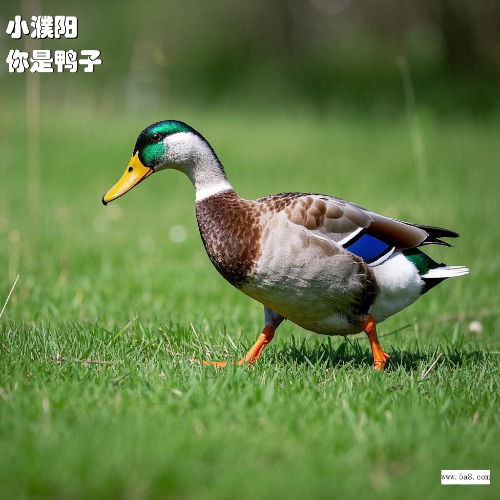 你是鸭子小濮阳搞笑图片