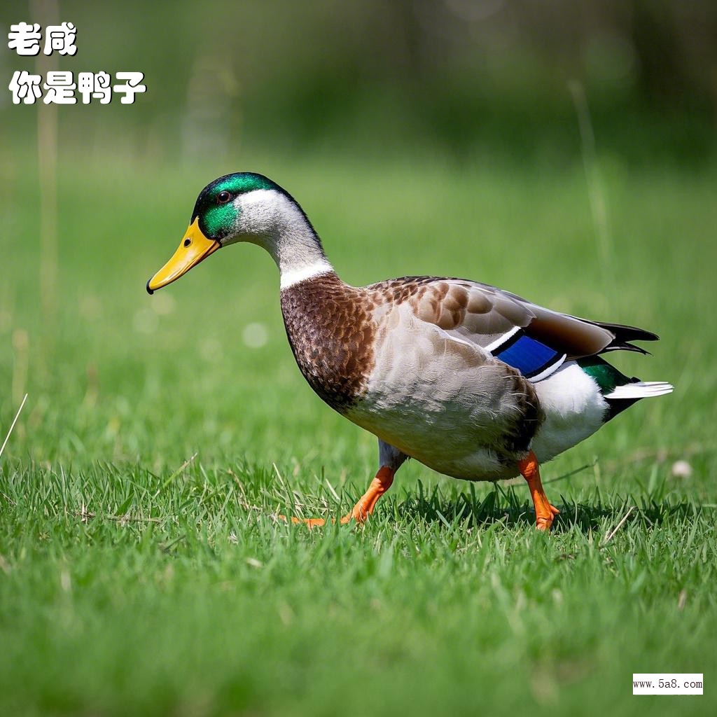 你是鸭子老咸搞笑图片