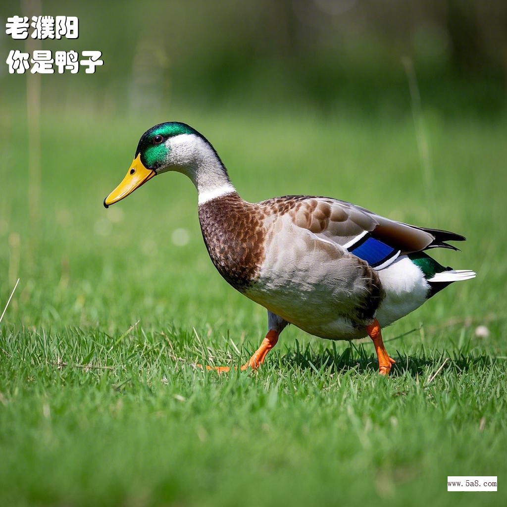 你是鸭子老濮阳搞笑图片