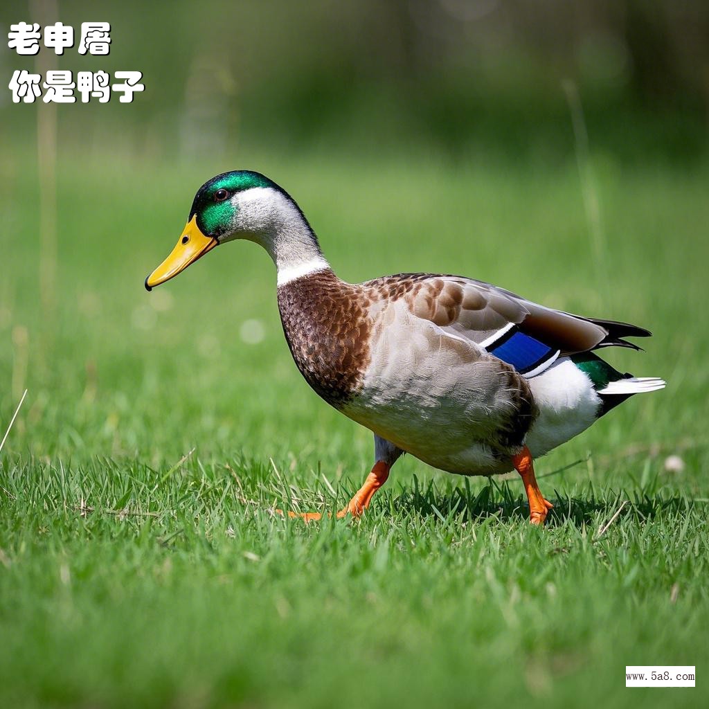 你是鸭子老申屠搞笑图片